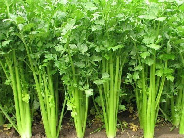 安庆优质食堂托管电话